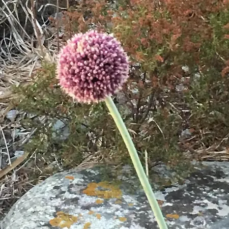 Turchese