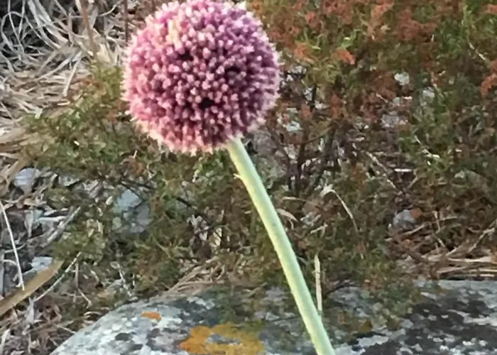 Turchese